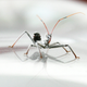 Illustration for article titled 134 Terrifying Close-Ups Of Bugs